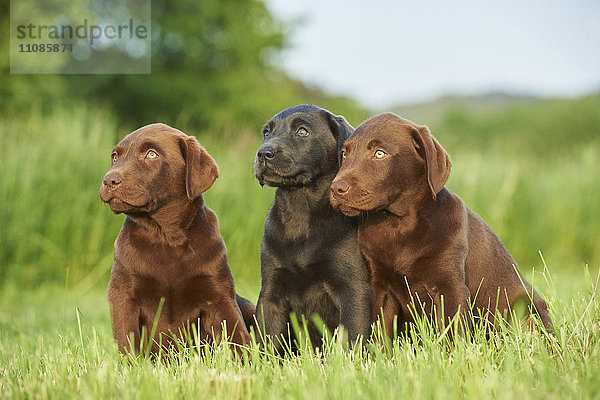 Drei Labradorwelpen auf einer Wiese  Bayern  Deutschland  Europa