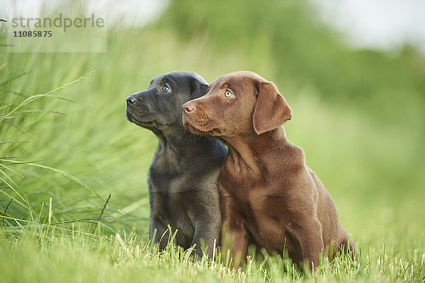 Zwei Labradorwelpen auf einer Wiese  Bayern  Deutschland  Europa