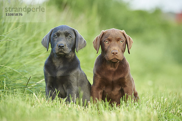 Zwei Labradorwelpen auf einer Wiese  Bayern  Deutschland  Europa