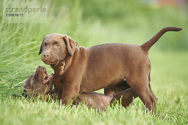 Zwei Labradorwelpen auf einer Wiese  Bayern  Deutschland  Europa