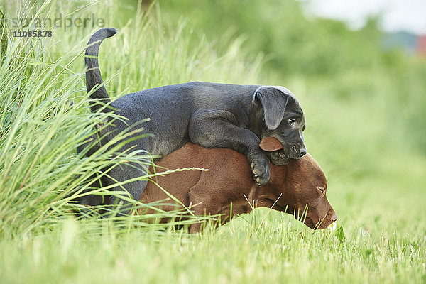 Zwei Labradorwelpen auf einer Wiese  Bayern  Deutschland  Europa