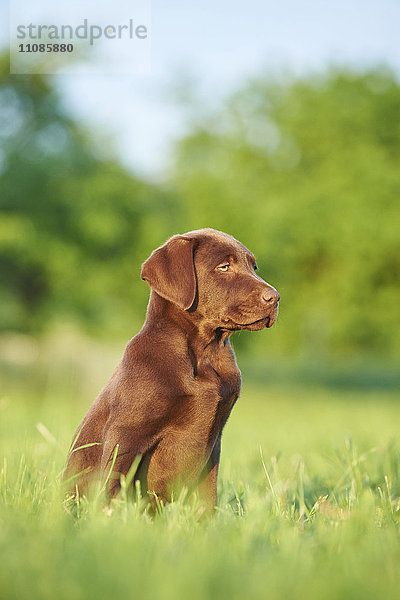 Labradorwelpe auf einer Wiese  Bayern  Deutschland  Europa