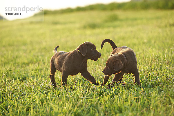 Zwei Labradorwelpen auf einer Wiese  Bayern  Deutschland  Europa