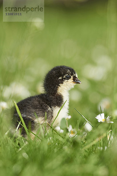 Hühnkerküken  Gallus gallus domesticus  auf der Wiese  Bayern  Deutschland  Europa