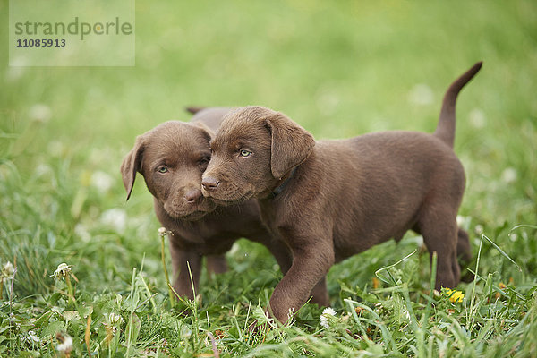 Zwei Labrador Retriever Welpen auf der Wiese  Bayern  Deutschland  Europa