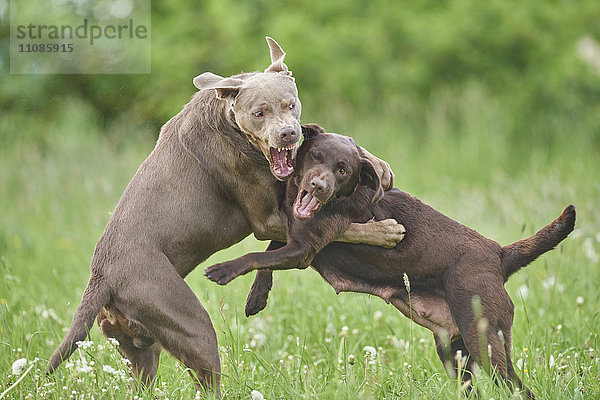 Zwei Labrador Retriever auf der Wiese  Bayern  Deutschland  Europa