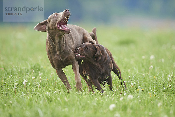 Zwei Labrador Retriever auf der Wiese  Bayern  Deutschland  Europa