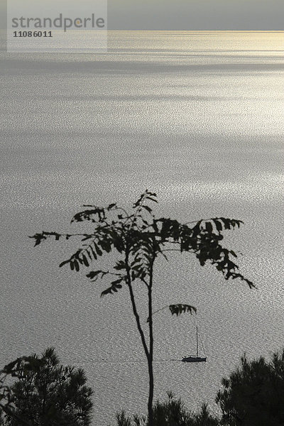 Panoramablick auf den See mit Pflanzen im Vordergrund