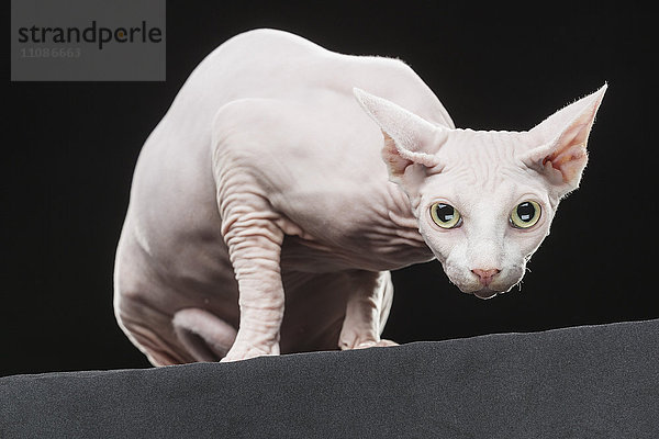 Nahaufnahme von Sphynx hairless cat vor schwarzem Hintergrund