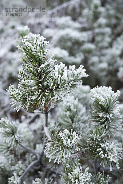 Nahaufnahme der Kiefer im Winter