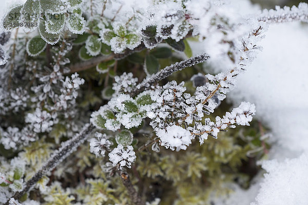 Nahaufnahme von frostbedeckten Pflanzen auf dem Feld