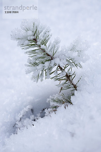 Nahaufnahme von Pinienblättern im Schnee