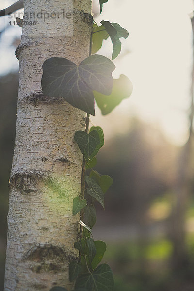 Nahaufnahme von Efeu  der an sonnigen Tagen auf einem Baum wächst.