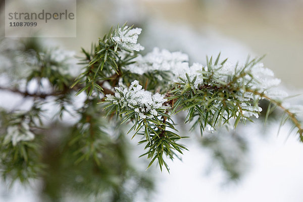 Nahaufnahme von Schnee auf Blättern