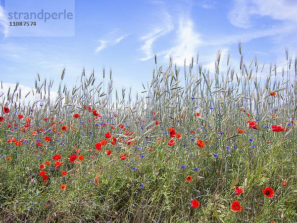 Pflanzen wachsen auf dem Feld gegen den Himmel an einem sonnigen Tag.