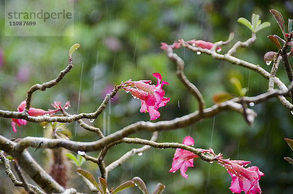 Nahaufnahme von rosa Blüten am Baum bei Niederschlag