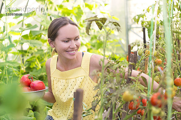 Lächelnde Frau bei der Tomatenernte im Gewächshaus