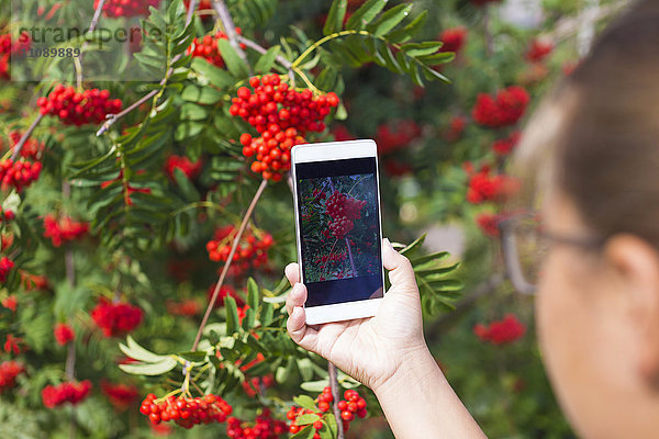 Teenager Mädchen mit Telefon und roter Vogelbeere