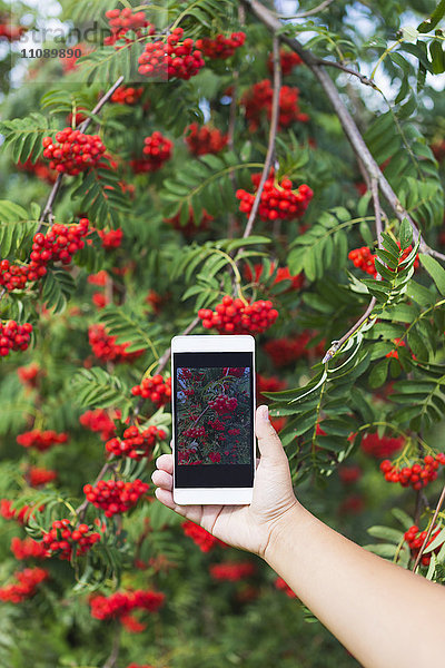 Mädchen mit Telefon fotografiert rote Vogelbeeren