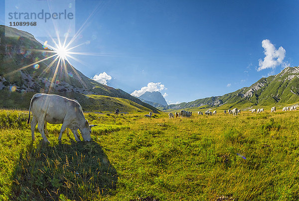 Italien  Abruzzen  Gran Sasso e Monti della Laga Nationalpark  Kühe auf dem Plateau Campo Imperatore