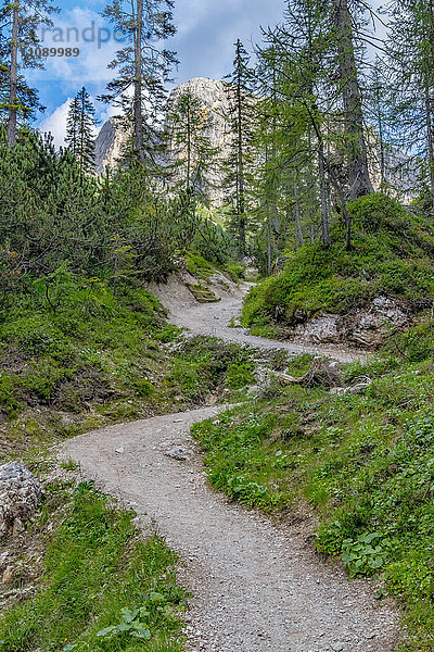 Italien  Venetien  Dolomiten  Waldweg