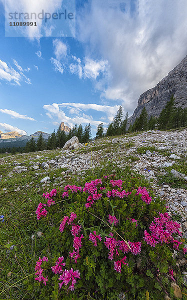 Italien  Venetien  Dolomiten  Blüten und Gipfel Becco di Mezzodi