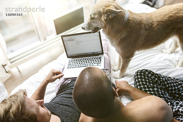 Schwules Paar mit Hund im Bett liegend  mit Laptop