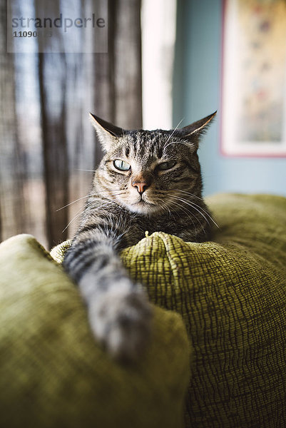 Tabby Katze entspannt auf der Couch