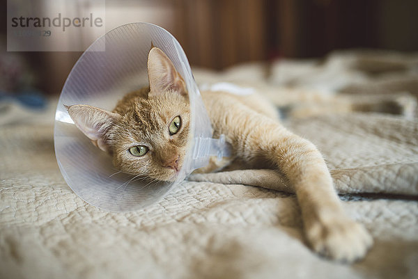 Porträt einer Katze mit elisabethanischem Kragen auf dem Bett liegend