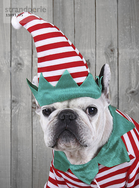 Porträt der französischen Bulldogge als Weihnachtselfe verkleidet