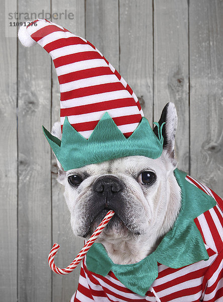 Porträt der französischen Bulldogge als Weihnachtselfe verkleidet