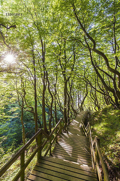 Dänemark  Mon Island  Mons Klint  Holzweg im Wald