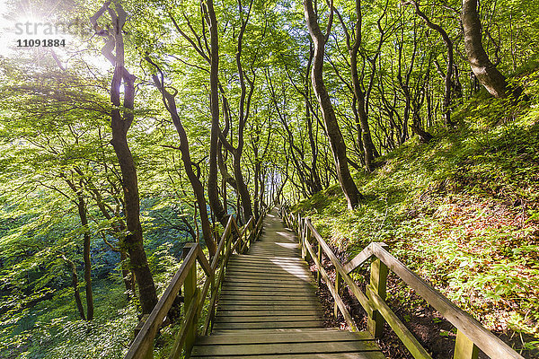 Dänemark  Mon Island  Mons Klint  Holzweg im Wald