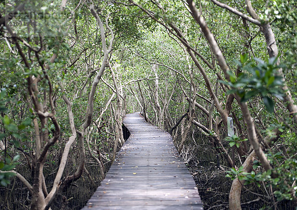 Thailand  Provinz Phetchaburi  Waldweg durch den Mangrovenwald