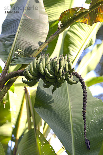 Thailand  Bananenpflanze mit Früchten im Mae Wong Nationalpark
