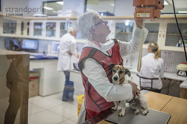 Frau macht einen Hund röntgenbereit