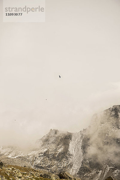 Adler fliegt über schneebedeckten Berg in nebligem Morgen  Österreichische Alpen  Kärnten  Österreich