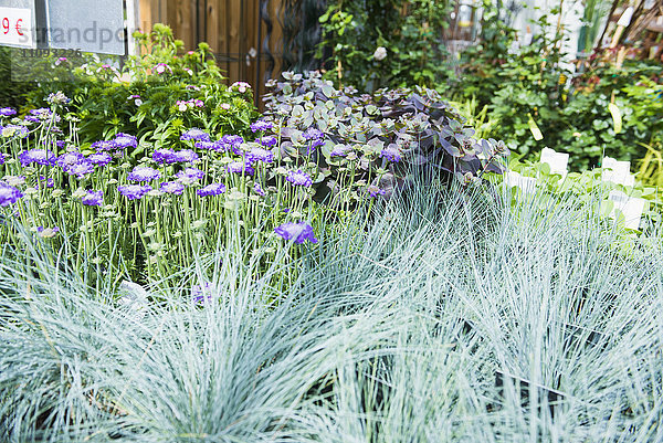 Lila Blumen und Gras zum Verkauf in einem Gartencenter  Augsburg  Bayern  Deutschland