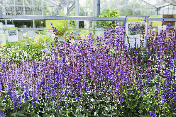 Lavendelblüten zum Verkauf in einem Gartencenter  Augsburg  Bayern  Deutschland