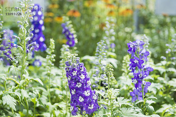 Ritterspornblumen zu verkaufen in Gartencenter  Augsburg  Bayern  Deutschland