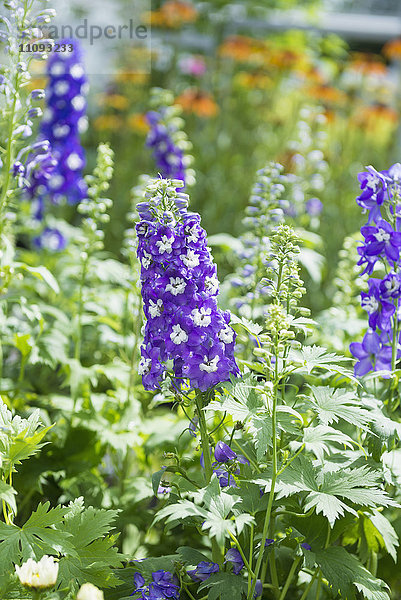 Ritterspornblumen zu verkaufen in Gartencenter  Augsburg  Bayern  Deutschland