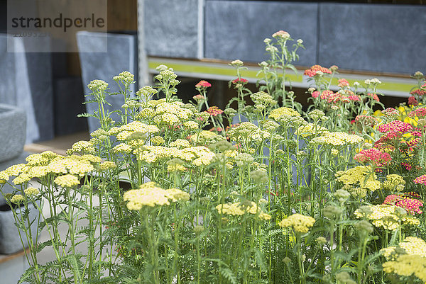 Achillea millefolium Blumen zu verkaufen in Gartencenter  Augsburg  Bayern  Deutschland