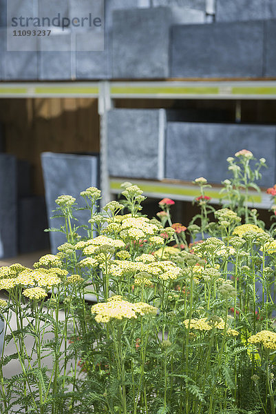 Achillea millefolium Blumen zu verkaufen in Gartencenter  Augsburg  Bayern  Deutschland