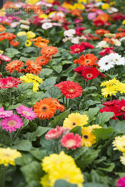 Gänseblümchen zum Verkauf in einem Gartencenter  Augsburg  Bayern  Deutschland