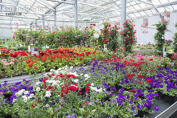 Blumen zum Verkauf im Gartencenter  Augsburg  Bayern  Deutschland