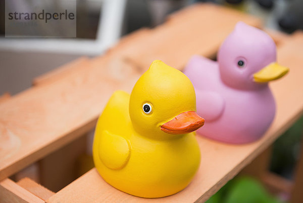 Nahaufnahme von Gummi-Enten in einem Gartencenter  Augsburg  Bayern  Deutschland