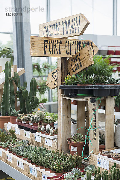 Kaktuspflanzen zu verkaufen in Gartencenter  Augsburg  Bayern  Deutschland