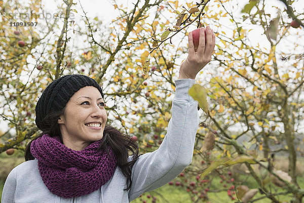 Frau pflückt einen Apfel von einem Baum in einer Apfelplantage