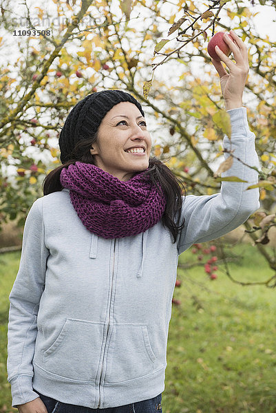 Frau pflückt einen Apfel von einem Baum in einer Apfelplantage