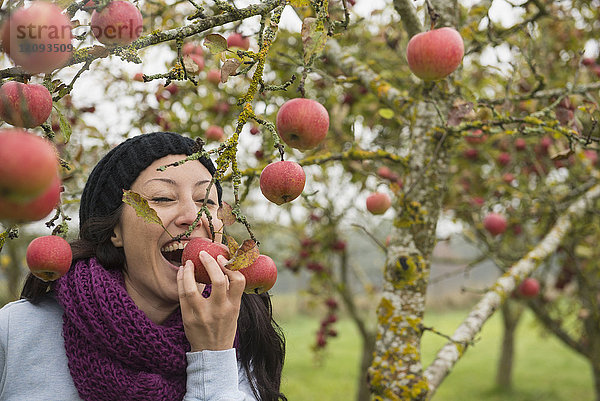 Frau beißt in einen Apfel  der noch an einem Baum in einer Apfelplantage hängt